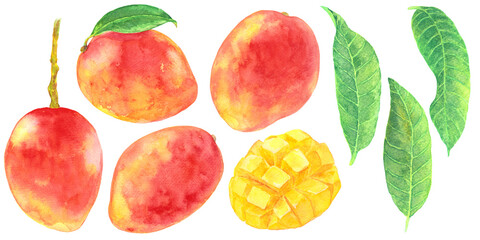 マンゴー素材集　アップルマンゴー　カットフルーツ　葉　水彩画