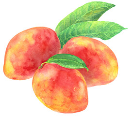 マンゴー　アップルマンゴー3個　葉　水彩画