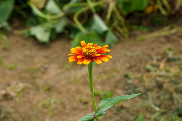 太陽の陽射しを浴びる百日草