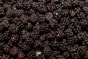 Blackberries Freshly Picked Background Shot macro
