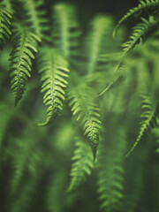 Fern leaf
