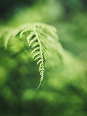 Fern leaf