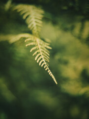 Fern leaf