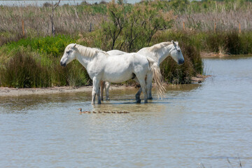 Two white Camargue horses standing in a lake - obrazy, fototapety, plakaty