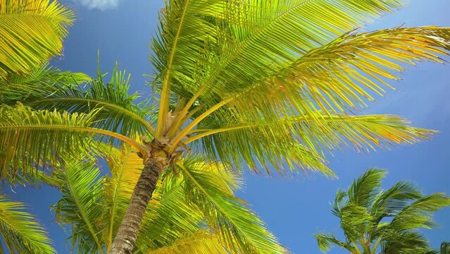 Bottom view of palm trees on tropical sea island. The sea breeze sways the colored branches of trees. Background of a green tree against a blue sky. Paradise vacation at sea. motionless camera.