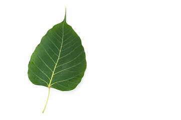 Sacred fig leaf (Ficus religiosa L. , Pipal Tree, Bohhi Tree, Bo Tree ) isolated on white...