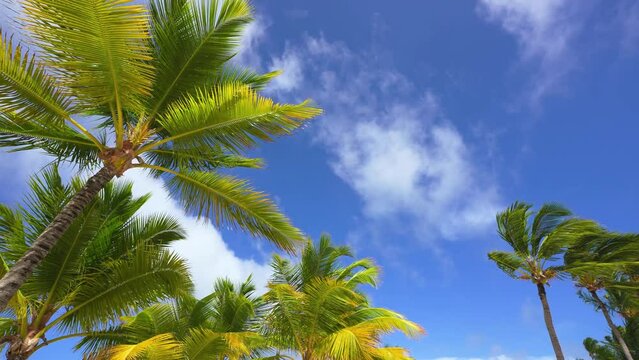 Summer vacation on Maldives beach under blue cloudy sky and green palm trees. Palm trees in sunlight. Tropical landscape. motionless camera.