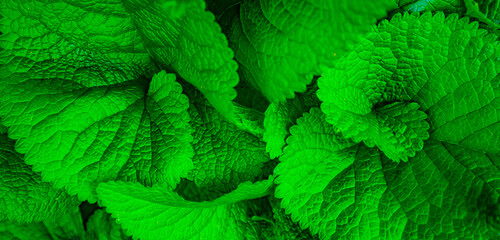 Green leaves swirl pattern, natural background