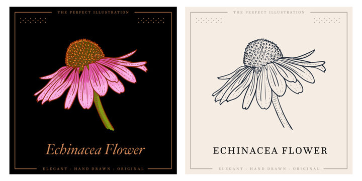 Echinacea flower sketch and color botanical illustration