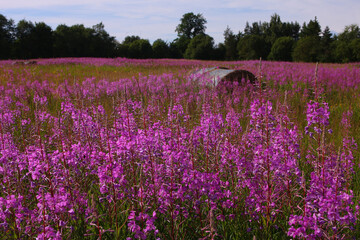 Fototapeta premium flower meadow with in the forest