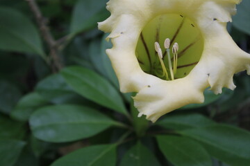 white yellow flower with ants