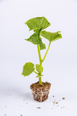 Cucumber seedling on a white background. Place for text.