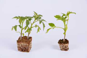 Three tomato seedlings on a white background. Healthy seedlings.