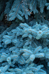 spruce blue needlekt branches close-up