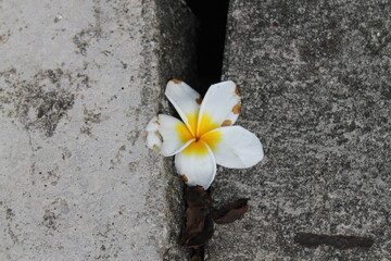  flower on stone