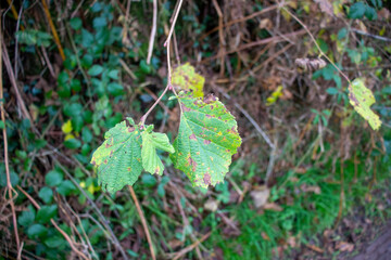 two Autumn green leaves with a Devon bank in the background