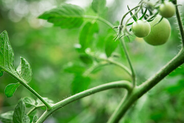 Closeup of unripe green tomato in greenhouse. early harvest.