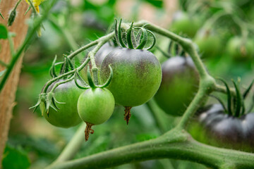 Closeup of unripe green tomato in greenhouse. early harvest.