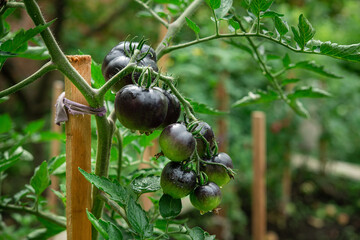 Indigo rose black tomato in a home garden.