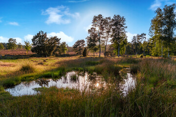 kleiner Teich in der Heide