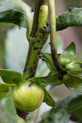Obraz premium Blackfly and ants on a dahlia plant in early summer, England, United Kingdom