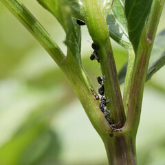 Blackfly and ants on a dahlia plant in early summer, England, United Kingdom