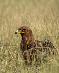 Greater spotted eagle or Clanga clanga large bird of prey closeup or portrait in a meadow or grass in forest of India asia
