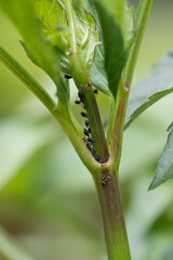 Blackfly and ants on a dahlia plant in early summer, England, United Kingdom