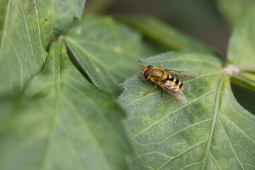 Hoverfly Syrphus torvus on dahlia leaf, United Kingdom