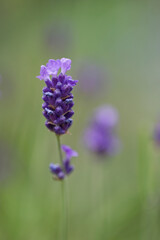 Lavender flowers in a garden in July, United Kingdom