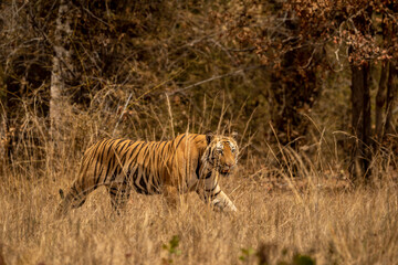 Indian wild bengal male tiger walking with side profile and eye contact in dry hot summer season safari at tala bandhavgarh national park or tiger reserve madhya pradesh india asia - panthera tigris