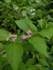 ムラサキシキブ