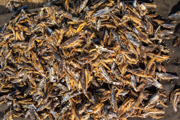 dried fresh caught bonga fish (Ethmolosa fimbriata) in The Gambia and Senegal a - obrazy, fototapety, plakaty