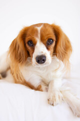Portrait of a young Cavalier King Charles Spaniel dog with white background