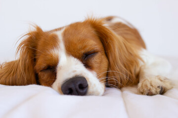 Cute Cavalier King Charles Spaniel young dog sleeping