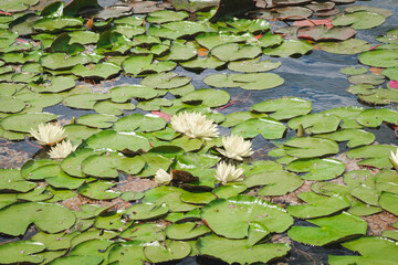 Lotus nymphaea shining green leaves and white flowers on water. Background or texture of blooming water lily. Atmosphere of relaxation, tranquility and happiness.