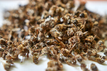 The bodies of dead honey bees are used for medicinal purposes. Use of beekeeping products for medicinal purposes.