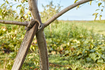 The supported trunk of a fruit tree. Gardening. Caring for fruit trees.