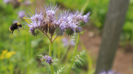 flying bumblebee on a phacelia blue flowers