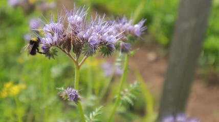 bumblebee on a phacelia blue flowers