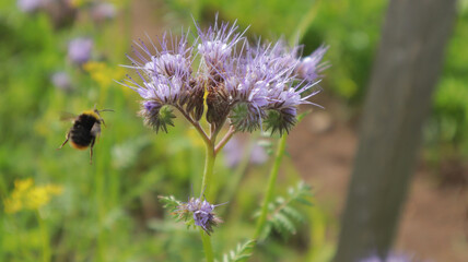 flying bumblebee on a phacelia blue flowers