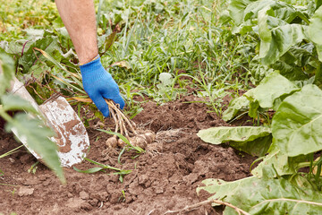 Garlic is dug out of the ground with a shovel. Growing garlic. Harvesting garlic.