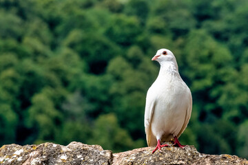 Wild white pigeon on the wall