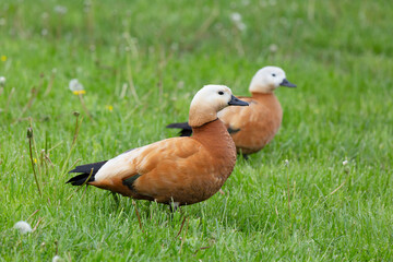 Two Ruddy shelducks stand on the green grass