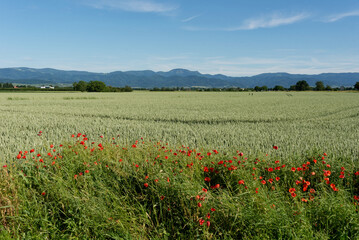 Deutschland - Baden-Württemberg - Breisgau - Getreidefeld mit Mohnblumen
