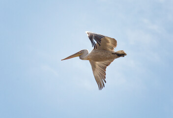 Dalmatian pelican flying against the blue sky