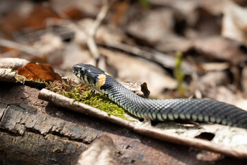 Grass snake lies on old foliage. Close up