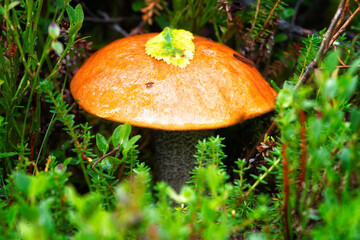 Boletus Mushroom in autumn forest close-up