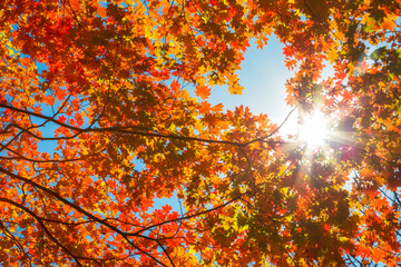 Maples with bright red leaves in autumn, Primorye, Russia