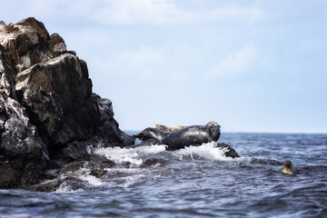 Naklejka premium Anthurs or Steinger seals (Phoca vitulina stejnegeri) on Shikotan Island, South Kuriles